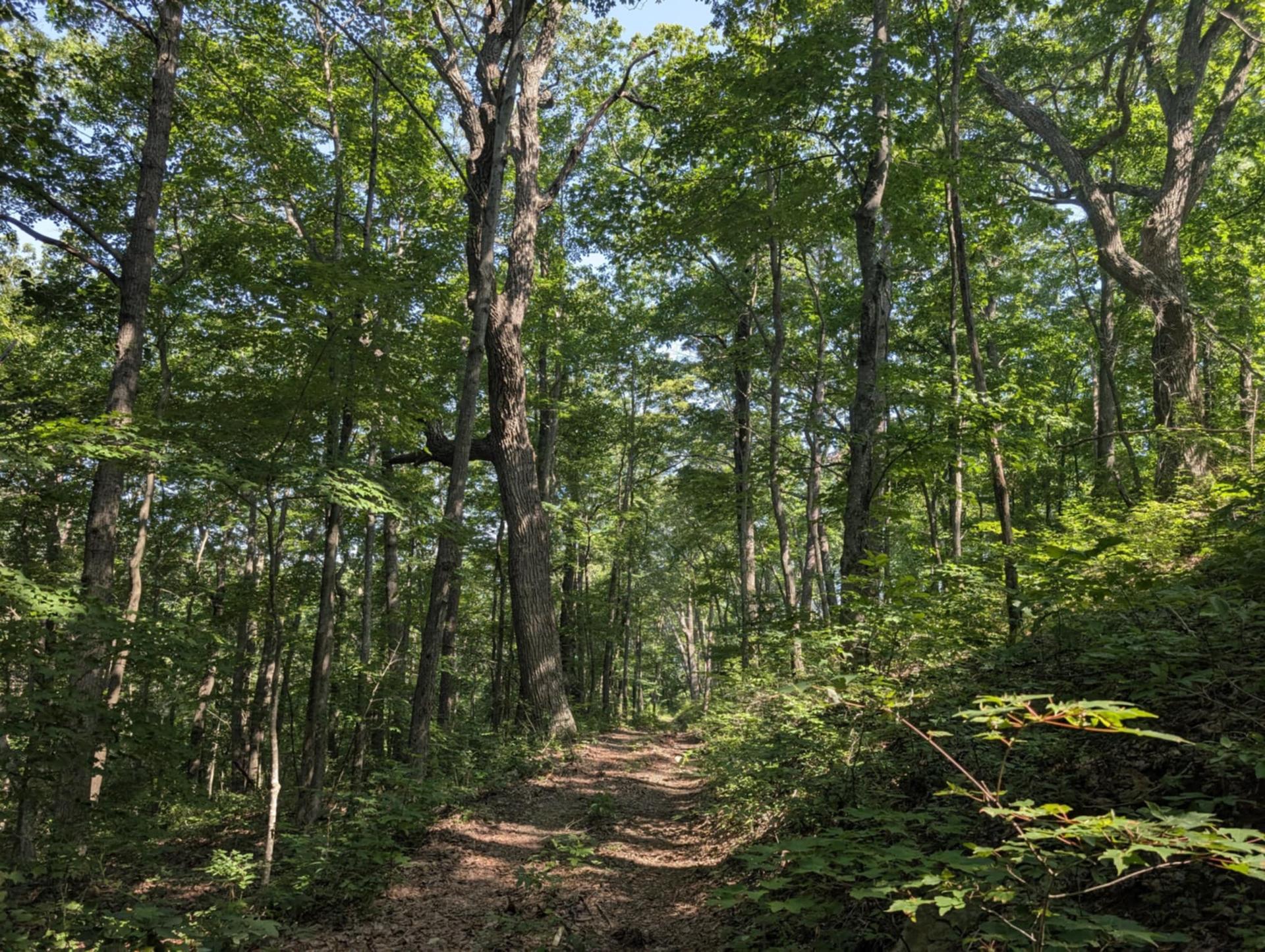 Berea College Opposes Proposed Transmission Line Across College Forest